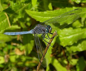 Epaulet Skimmer - Orthetrum chrysostigma © Teresa Farino
